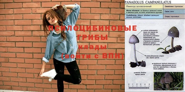 стафф Касимов